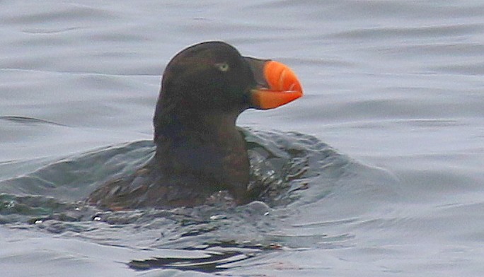 Tufted Puffin - ML604660031