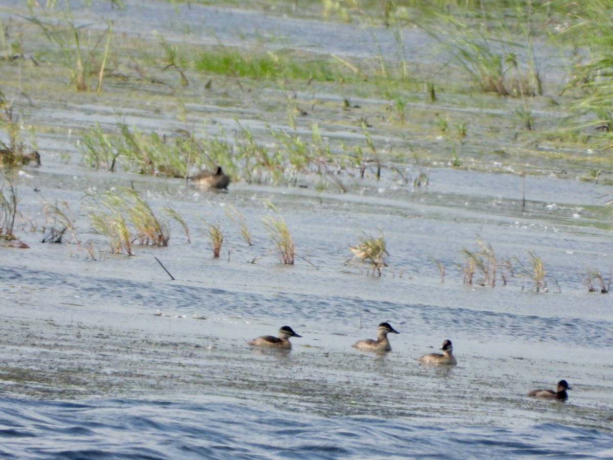 Ruddy Duck - ML604660071