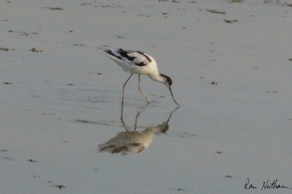 Avoceta Común - ML604660121