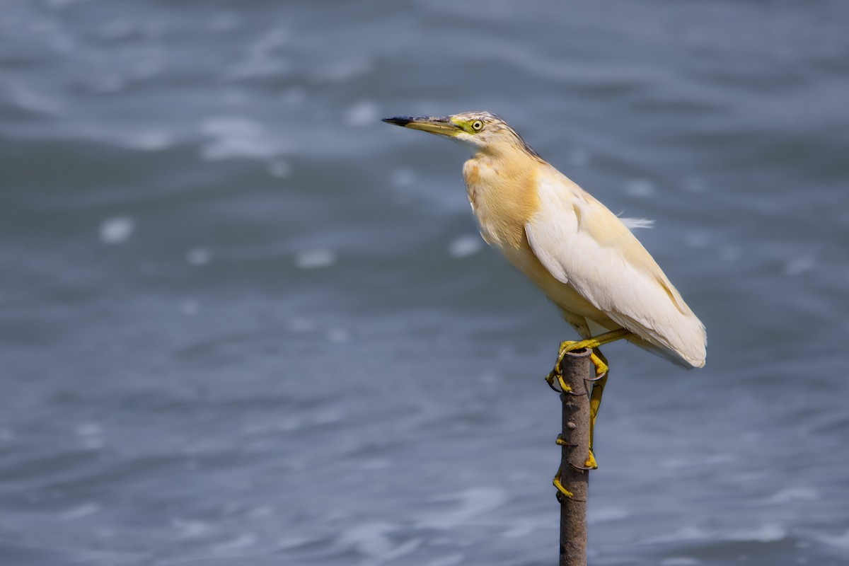 Squacco Heron - ML604660241