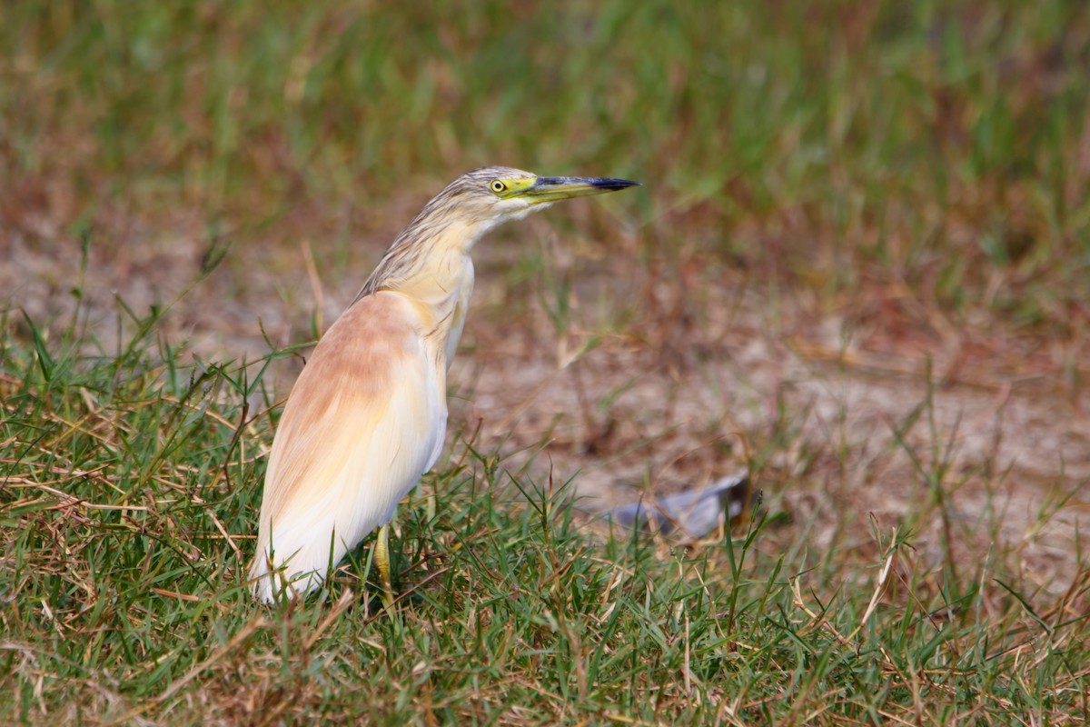 Squacco Heron - ML604660251