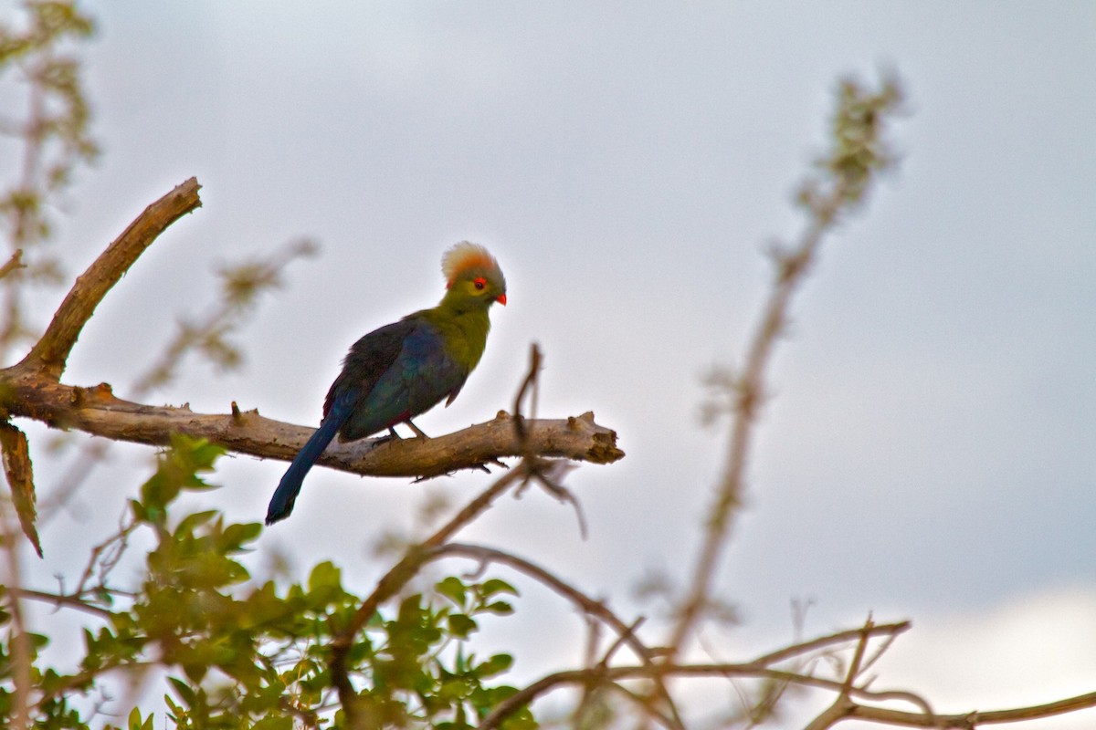 Turaco de Ruspoli - ML604661511