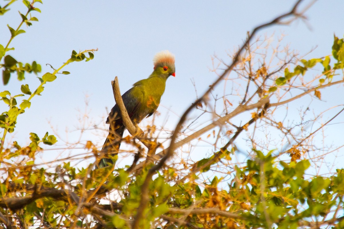 Turaco de Ruspoli - ML604661521