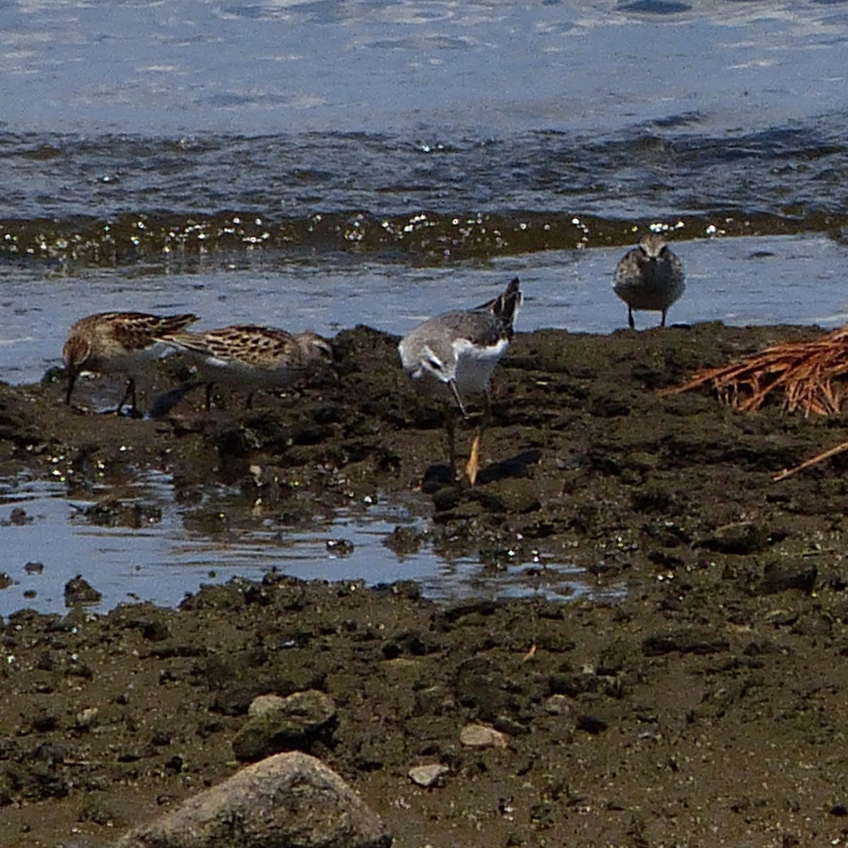 Wilson's Phalarope - ML604661721