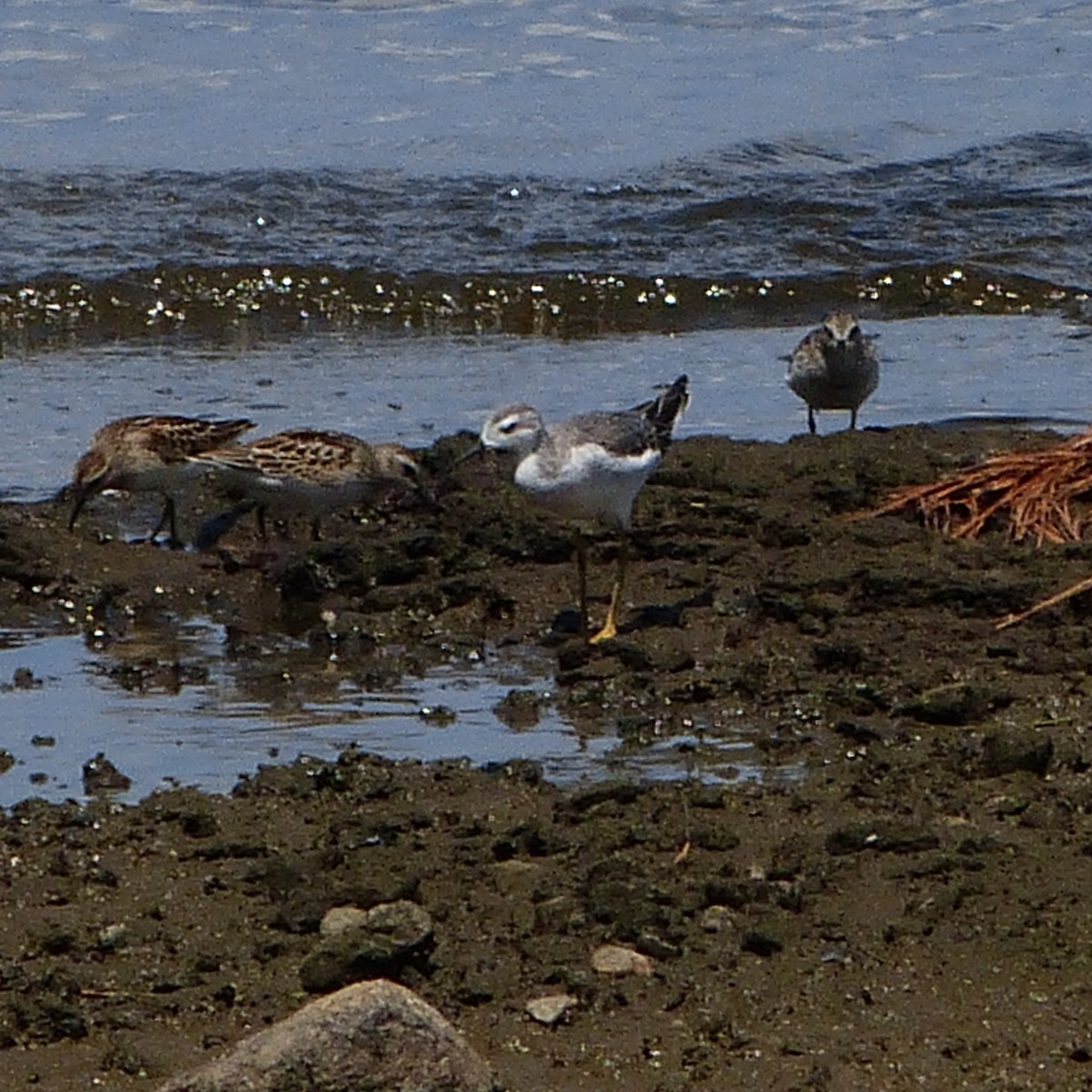 Wilson's Phalarope - ML604661731