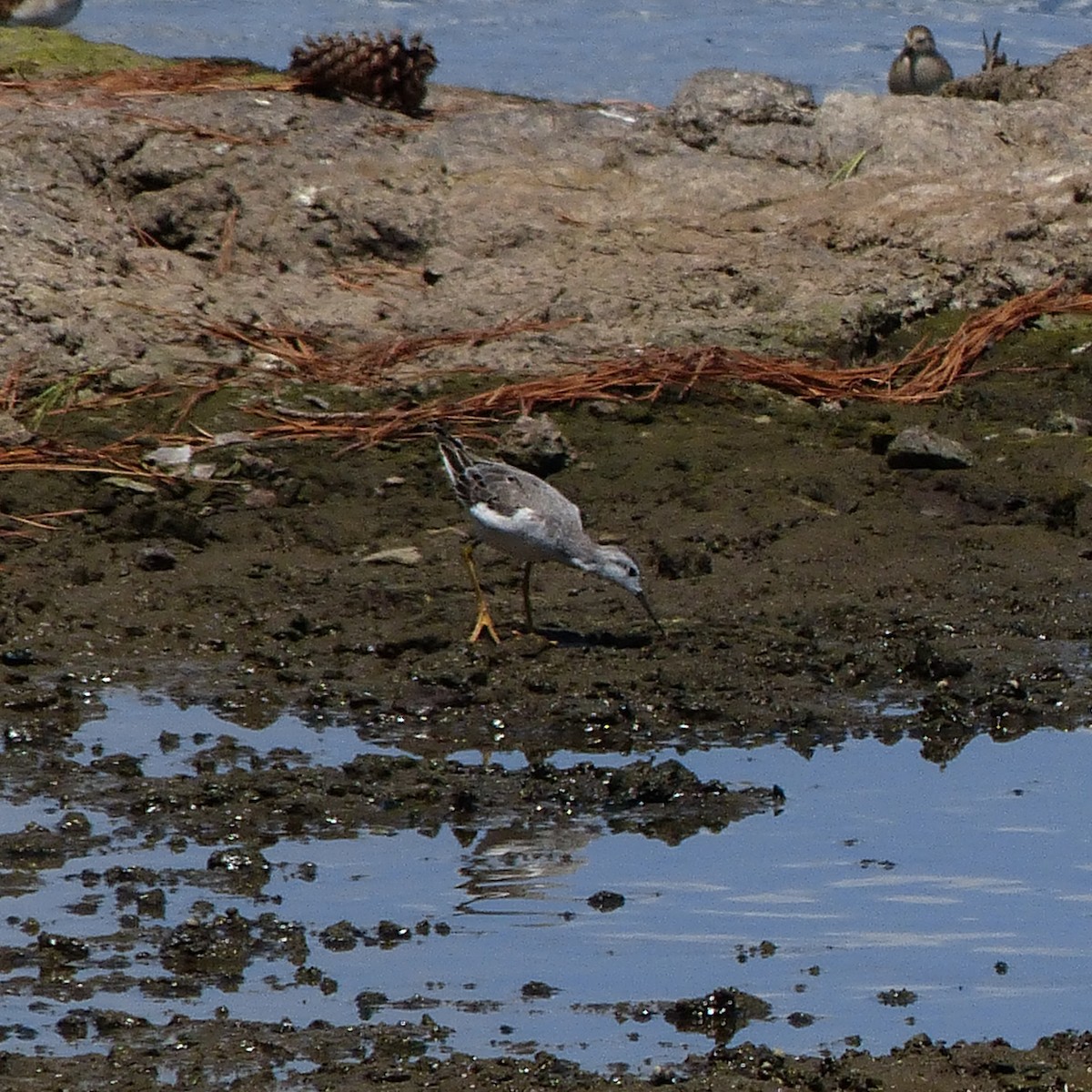 Wilson's Phalarope - ML604662251