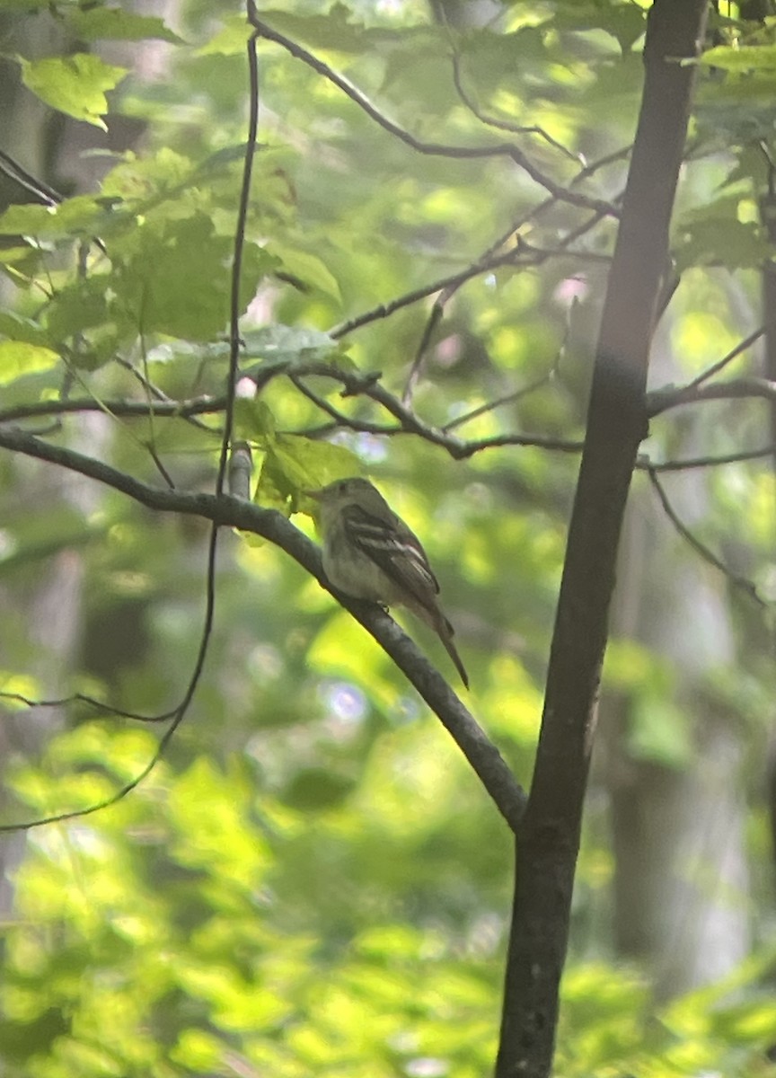 Acadian Flycatcher - ML604662771