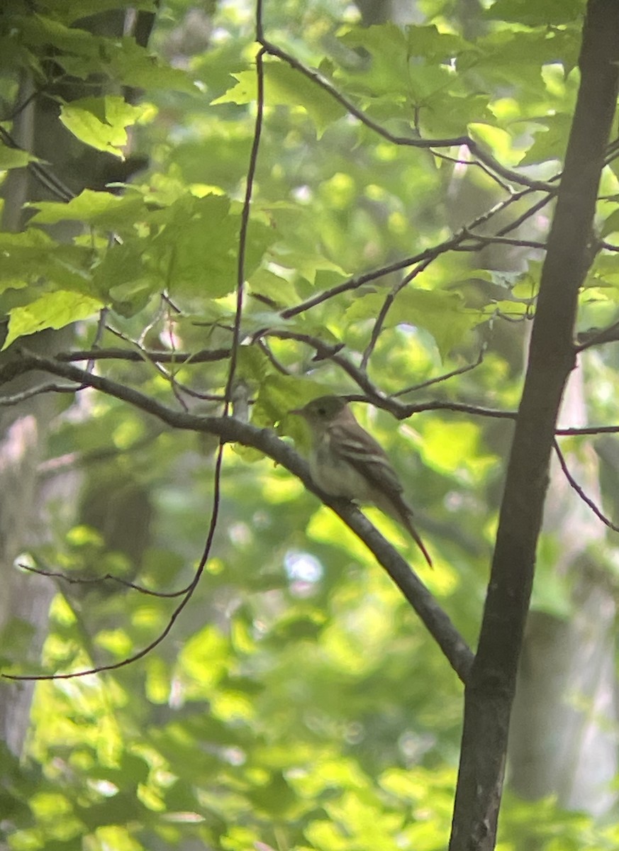 Acadian Flycatcher - ML604662781