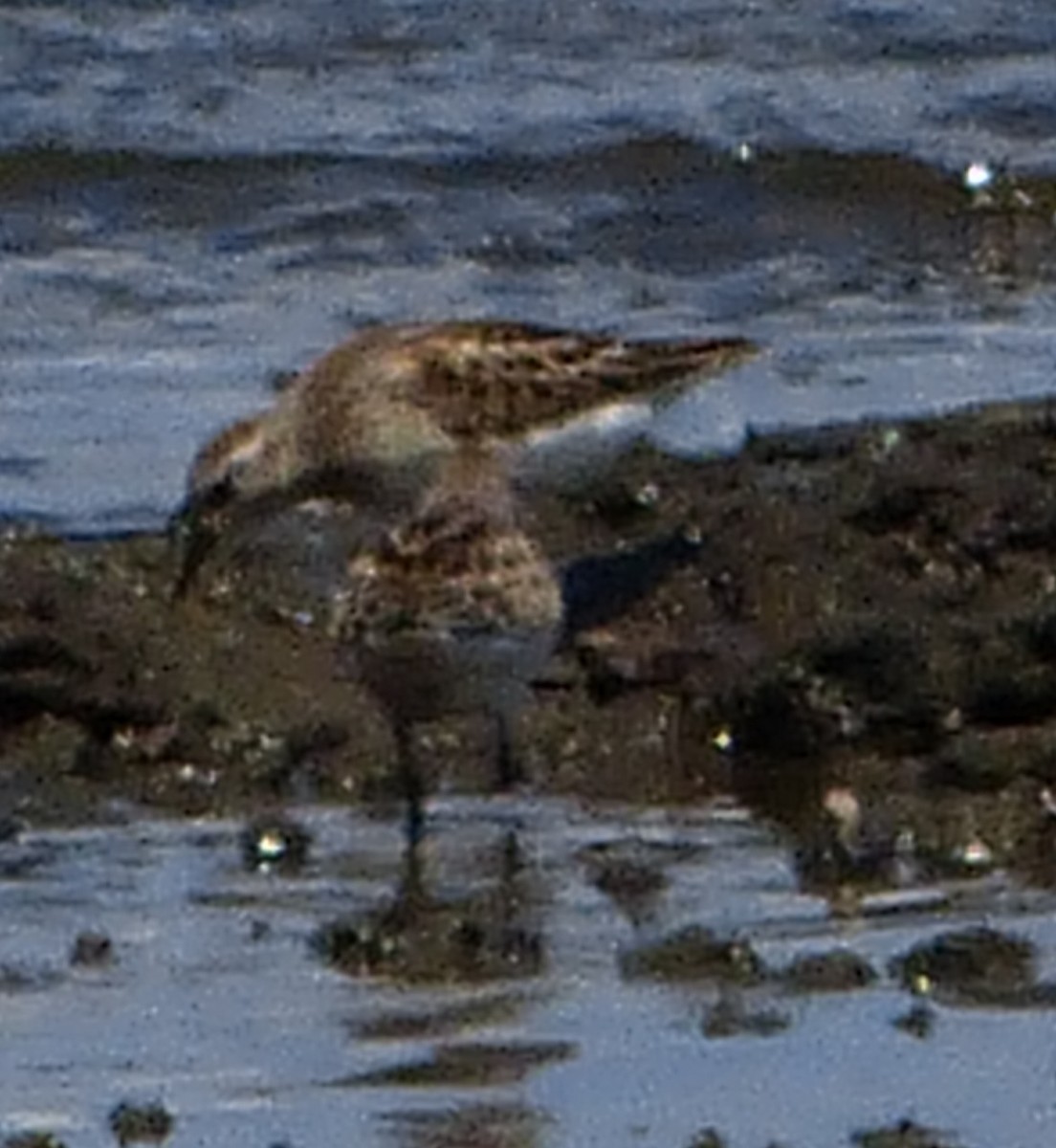 Least Sandpiper - ML604663021