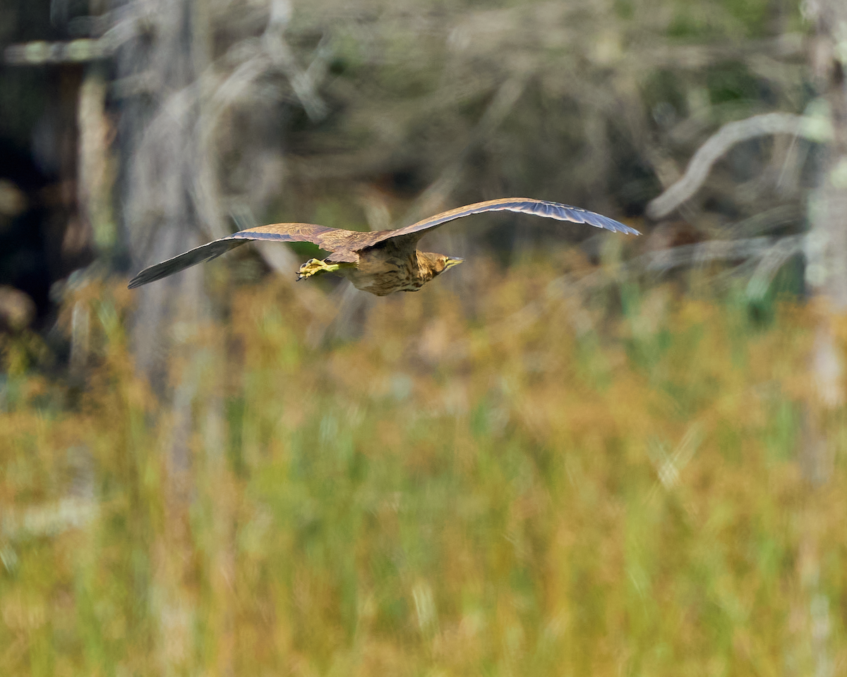 American Bittern - ML604663241