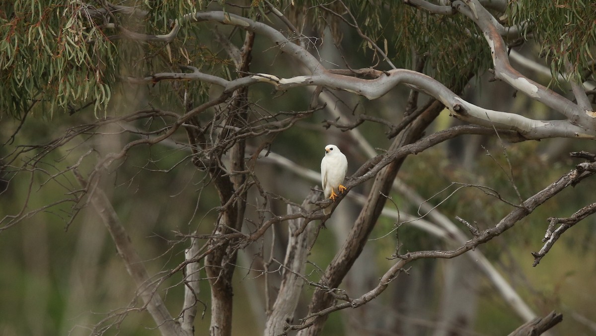 Gray Goshawk - ML60466351