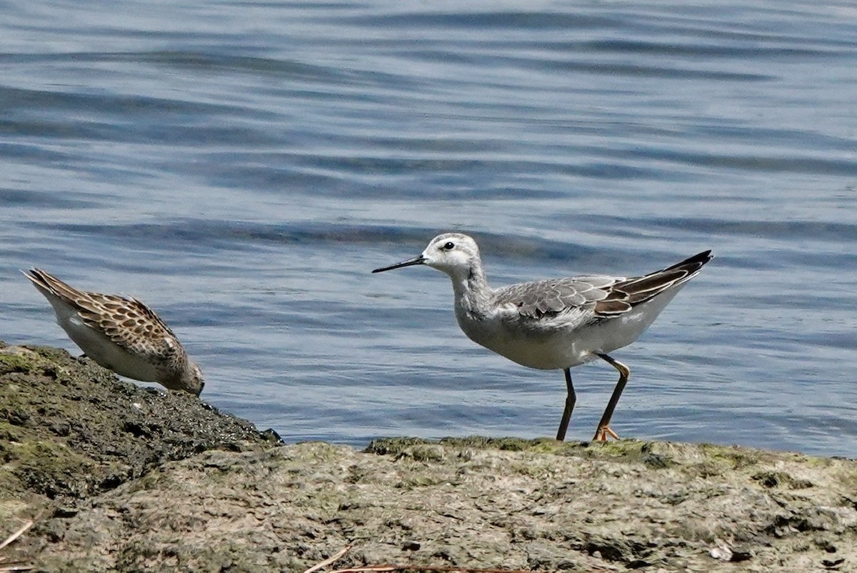 Wilson's Phalarope - ML604664201