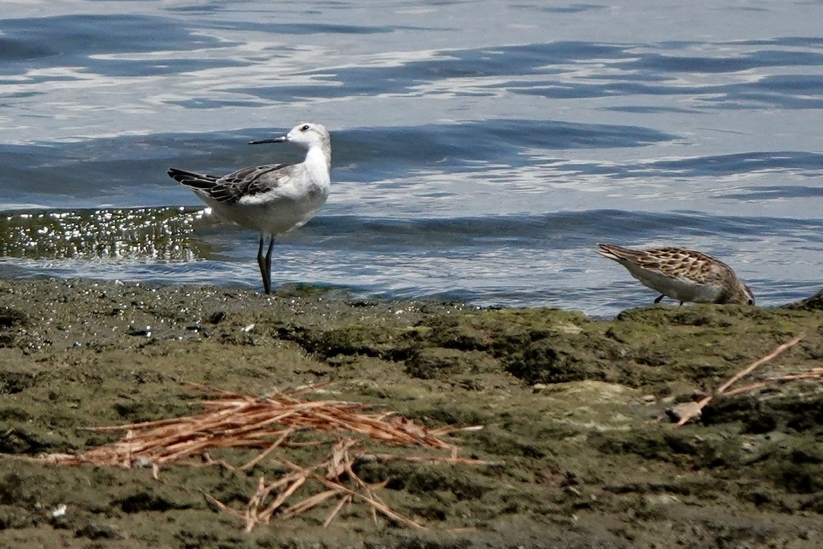 Wilson's Phalarope - ML604664211