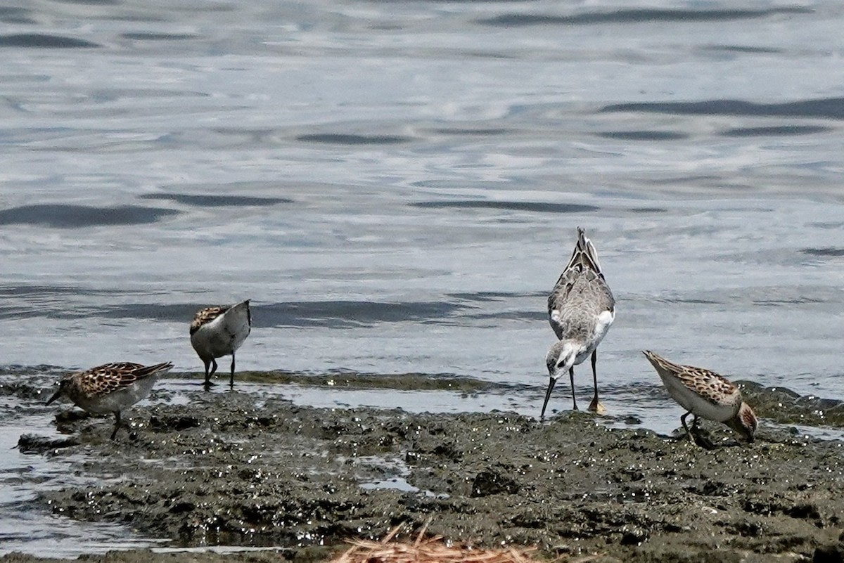 Wilson's Phalarope - ML604664221