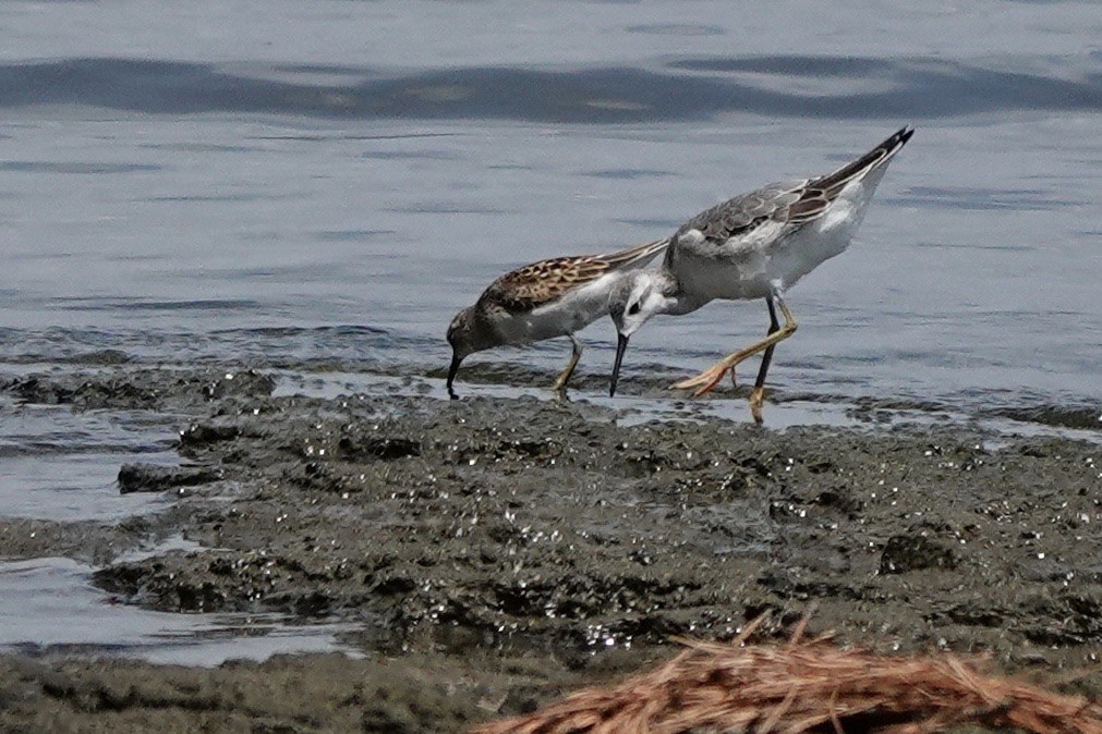 Wilson's Phalarope - ML604664231