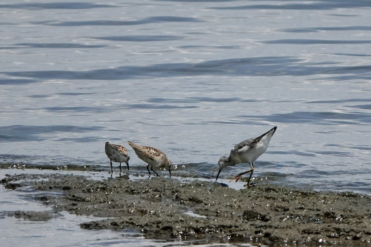 Wilson's Phalarope - ML604664241