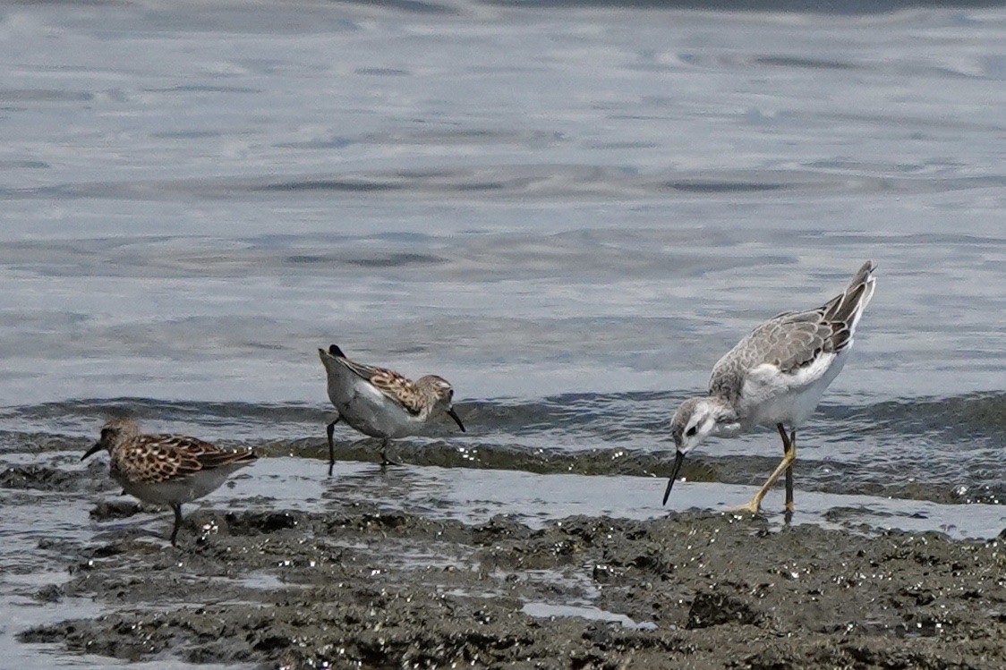 Wilson's Phalarope - ML604664251