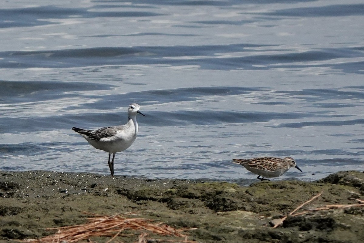 Wilson's Phalarope - ML604664271