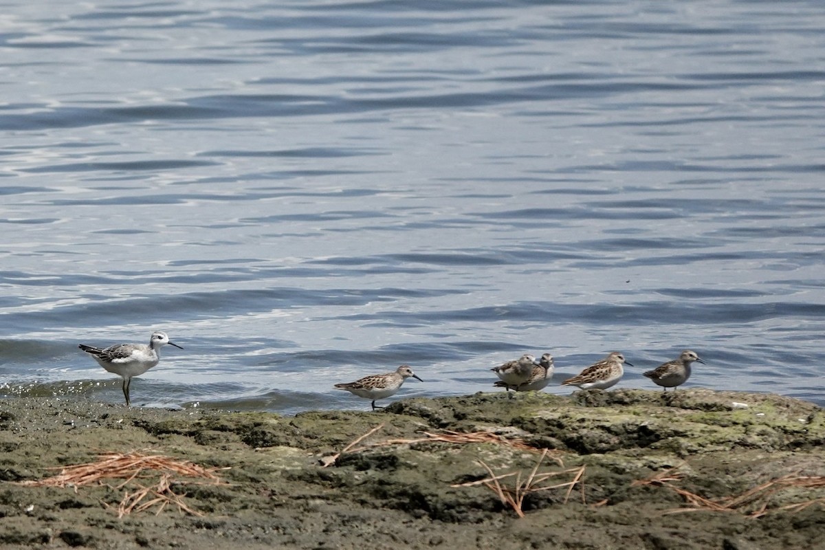 Wilson's Phalarope - ML604664281