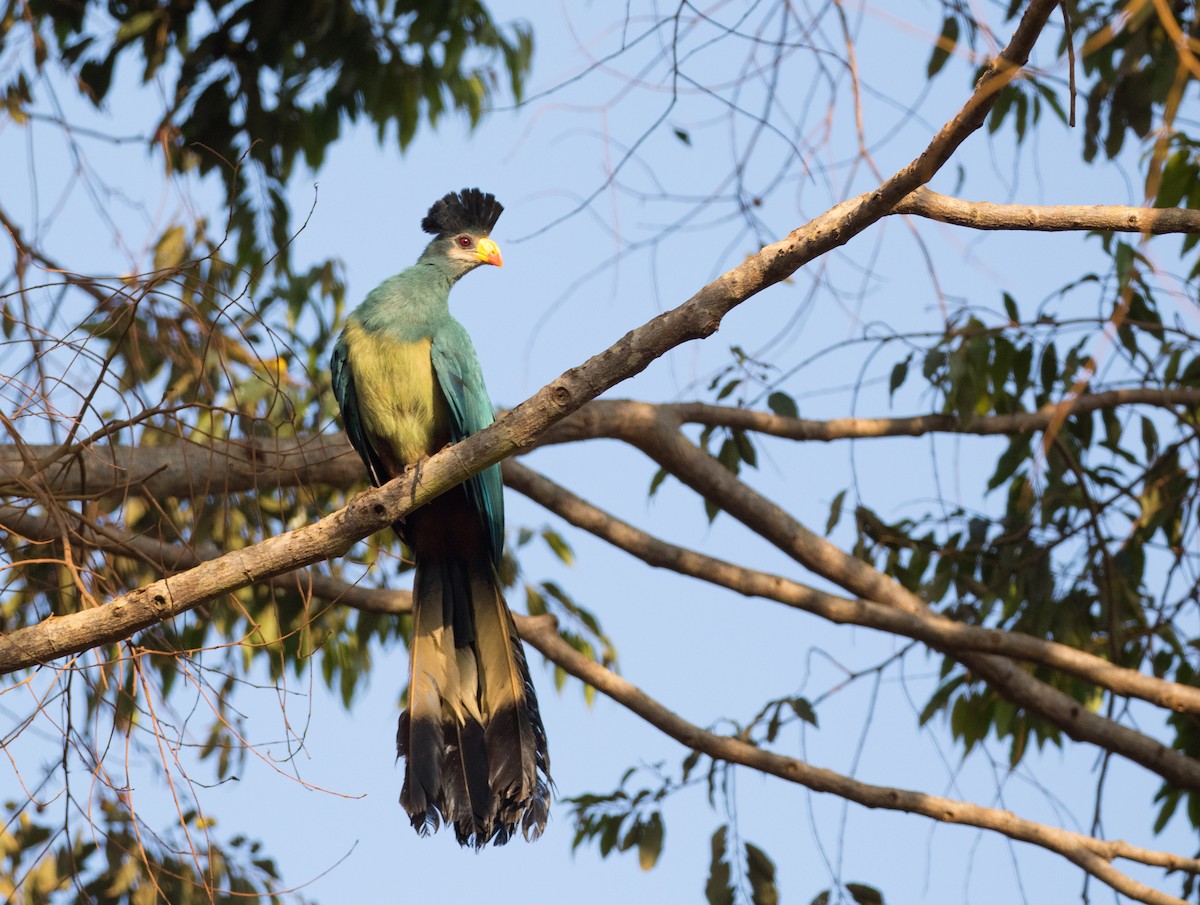 Great Blue Turaco - ML604664311