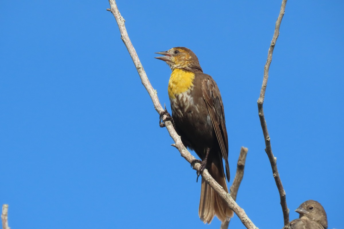 Yellow-headed Blackbird - ML604664511
