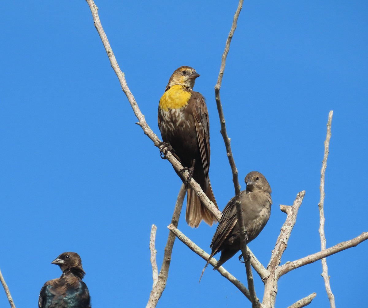 Yellow-headed Blackbird - ML604664521