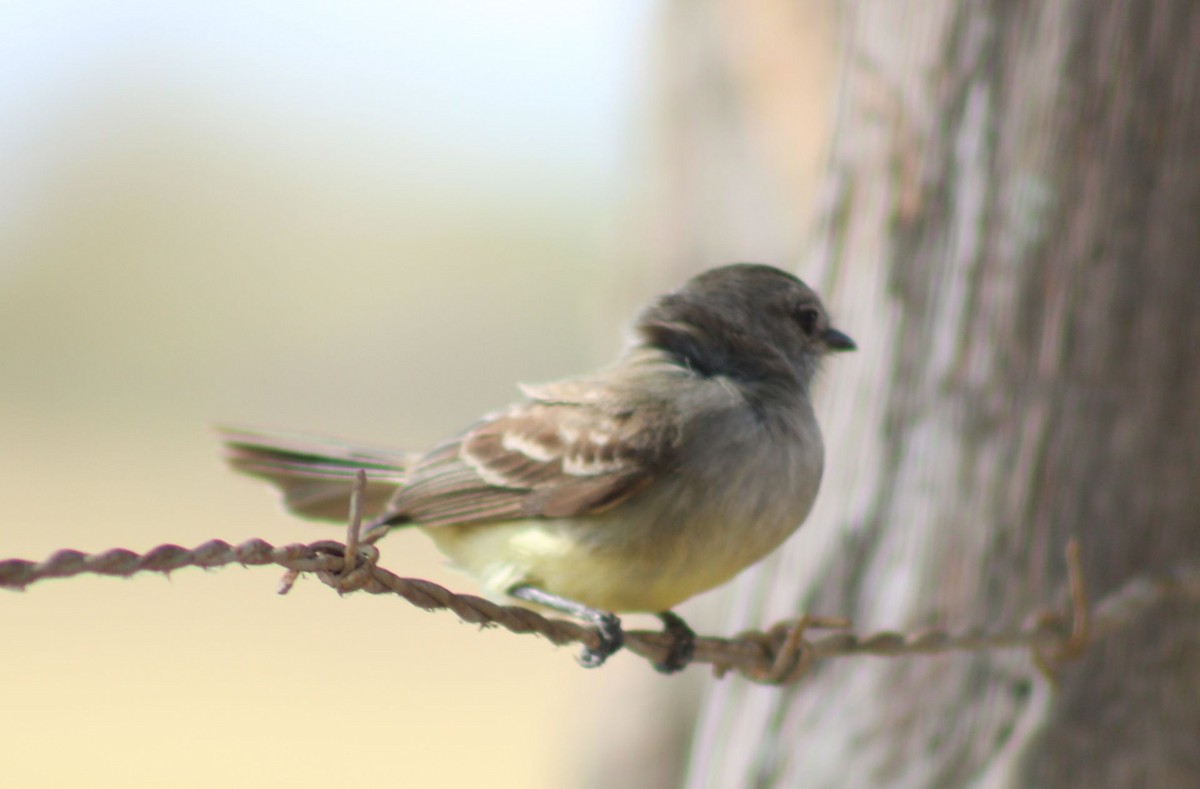 Northern Scrub-Flycatcher - Paul Oehrlein