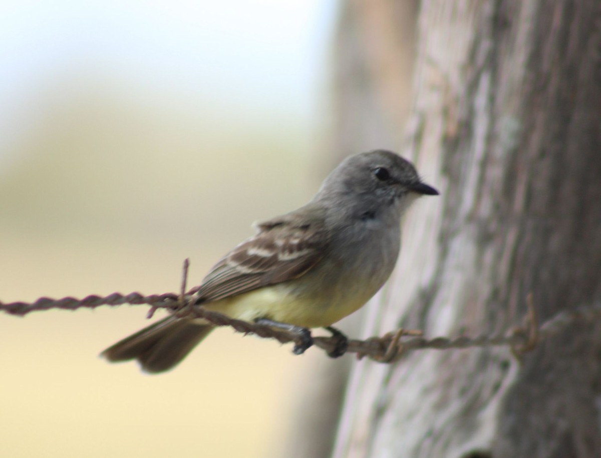 Northern Scrub-Flycatcher - ML604664761