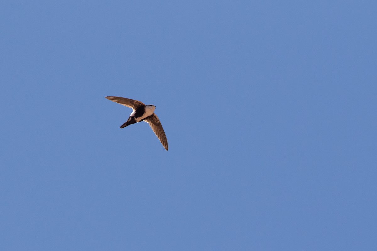 White-throated Swift - Cory Gregory