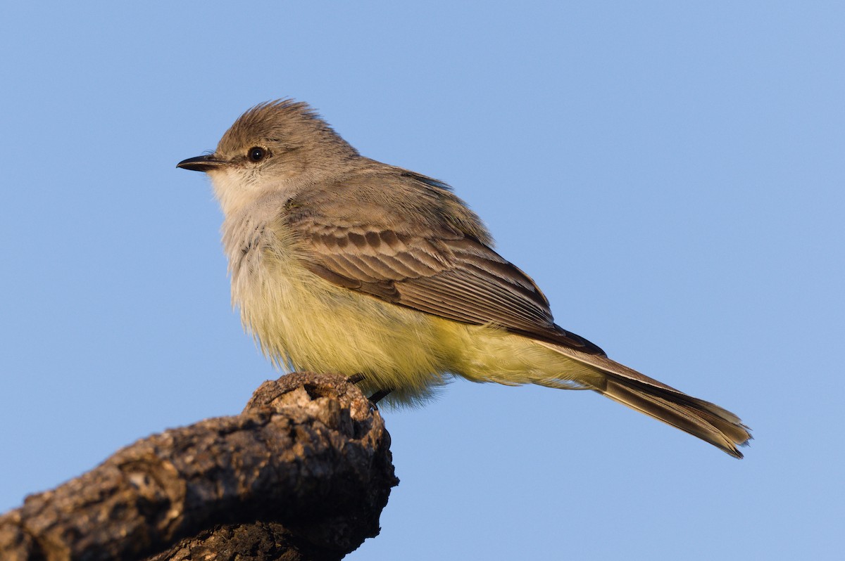 Yellow-bellied Elaenia - ML604665091