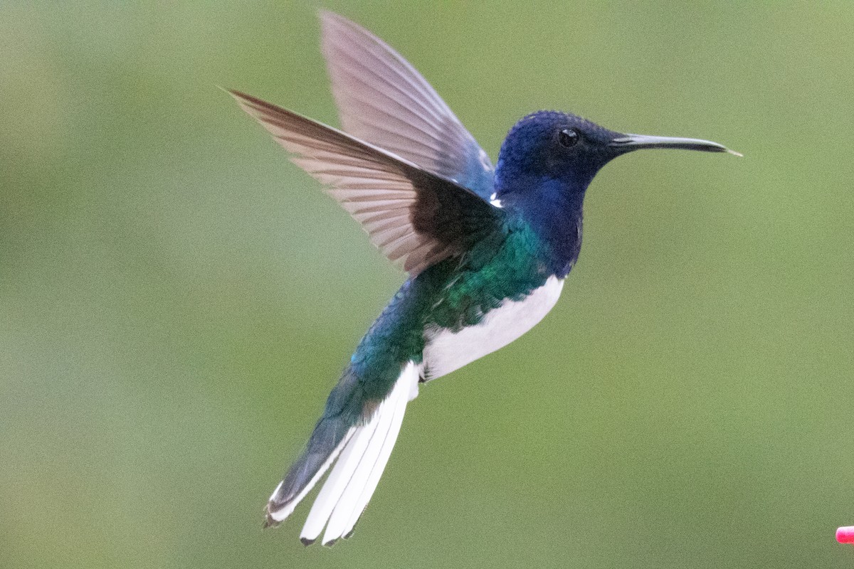 Colibrí Nuquiblanco - ML604665241