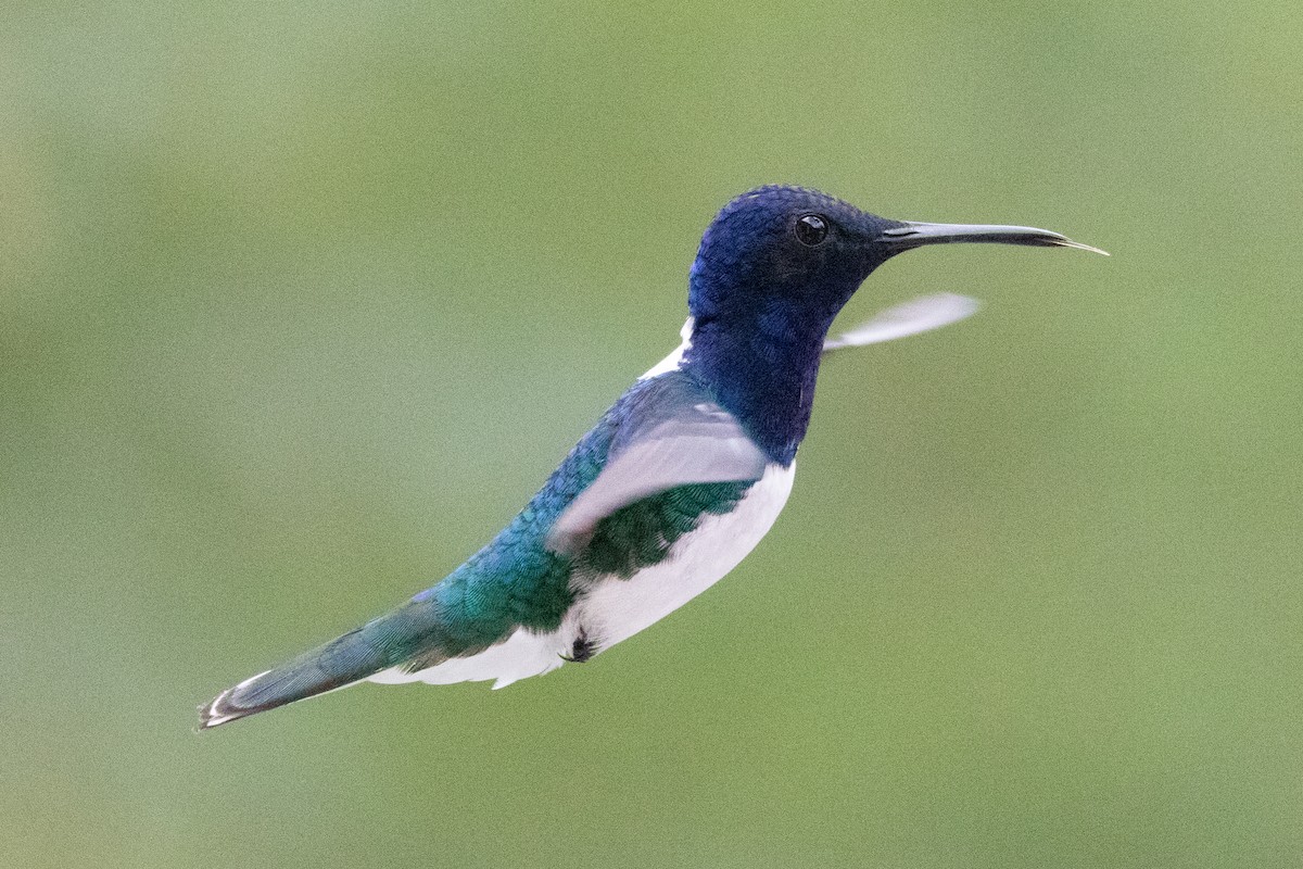 Colibrí Nuquiblanco - ML604665301