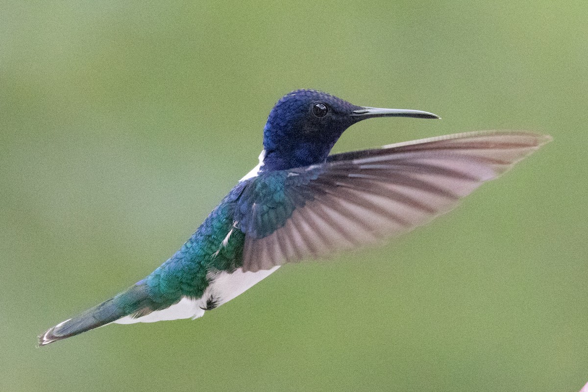 Colibrí Nuquiblanco - ML604665311