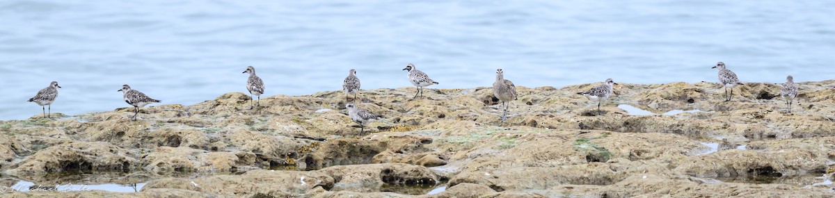 Black-bellied Plover - Michael Bolte