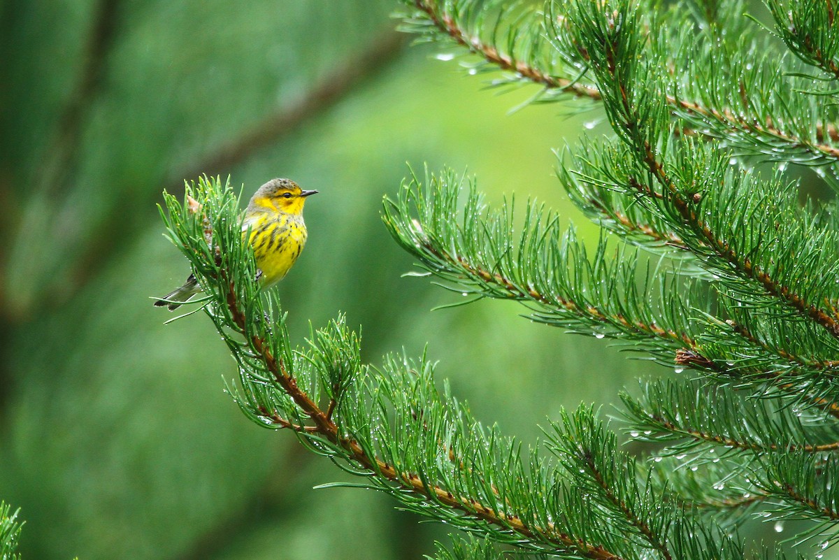 Cape May Warbler - ML604667871