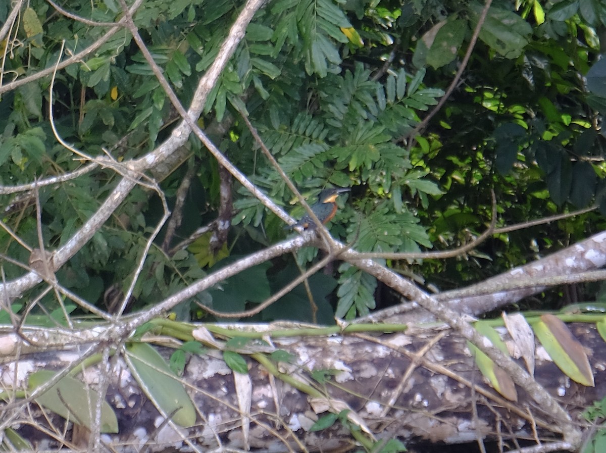 Green-and-rufous Kingfisher - ML604668541