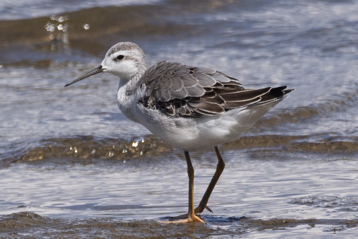 Wilson's Phalarope - ML604668881