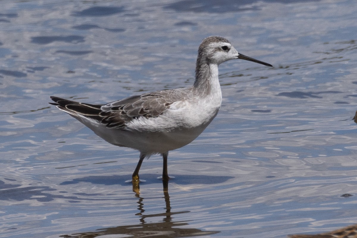 Wilson's Phalarope - ML604668951