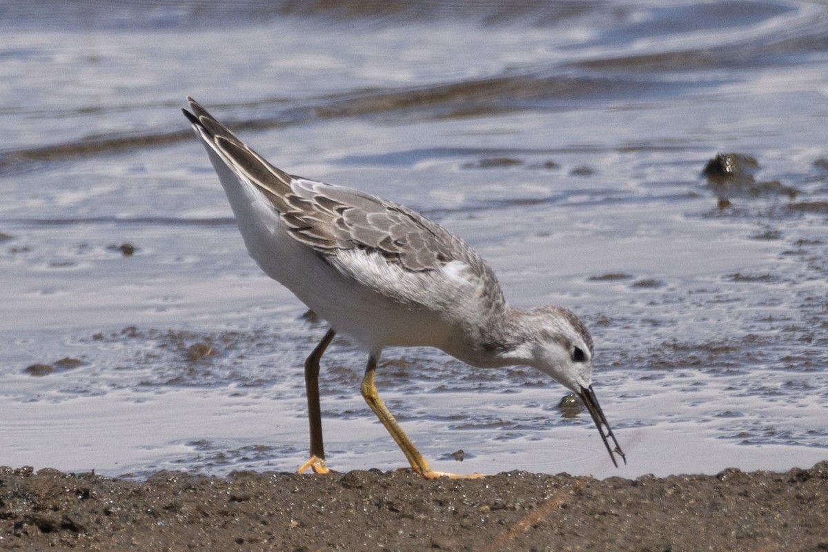 Wilson's Phalarope - ML604668971