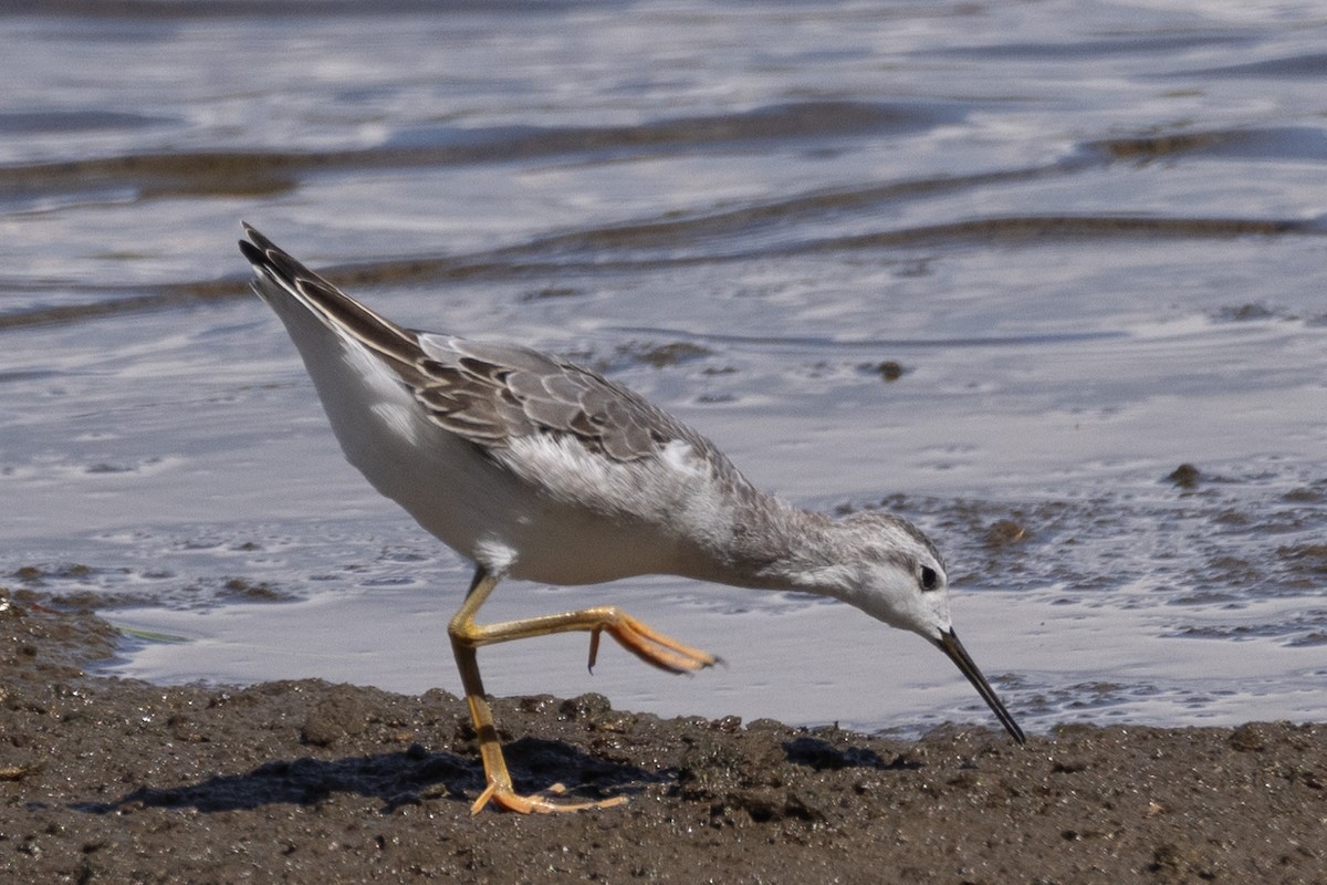 Wilson's Phalarope - ML604668981