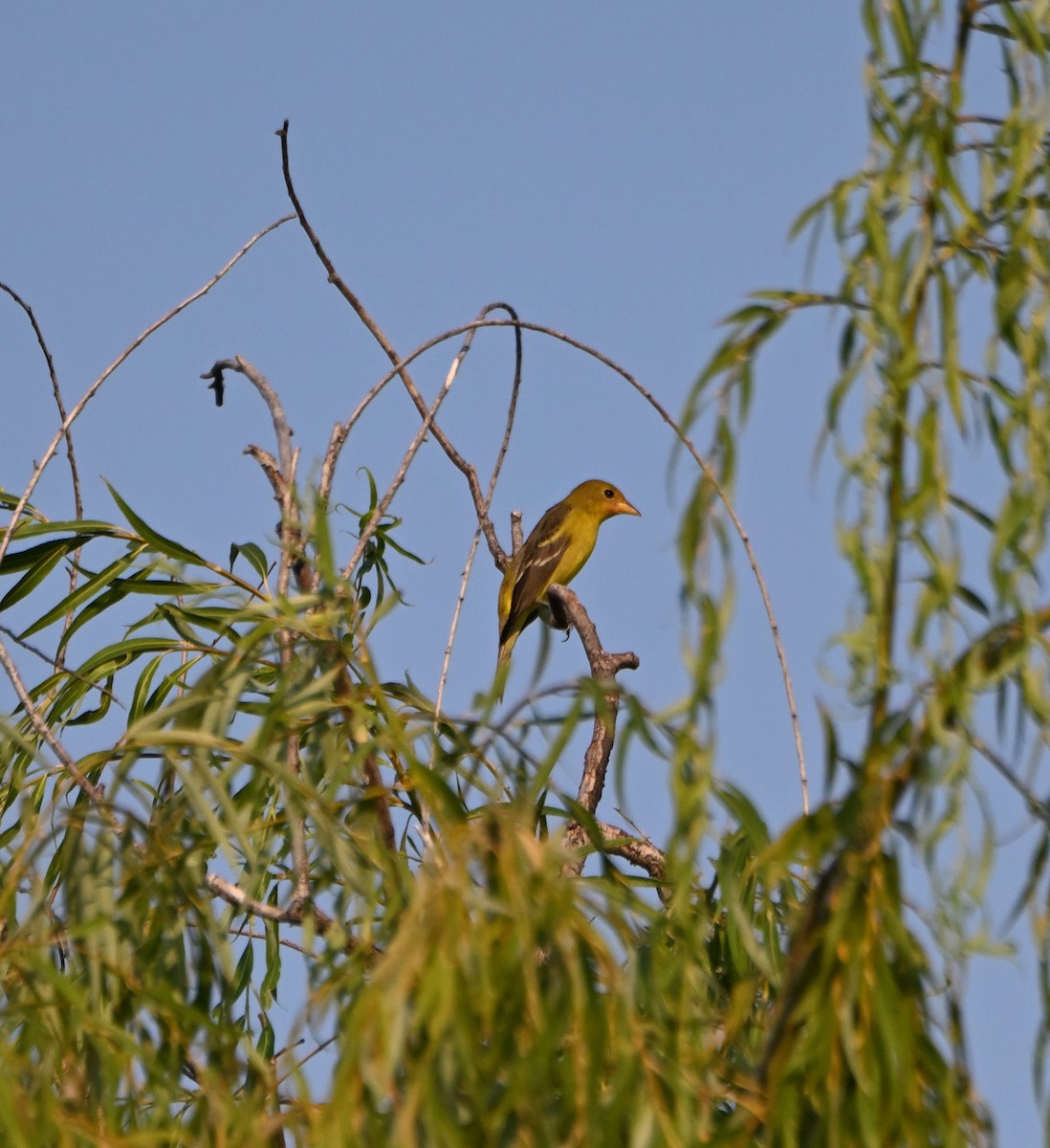 Western Tanager - Tim Kashuba