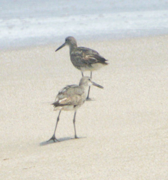 Willet - ML604671711