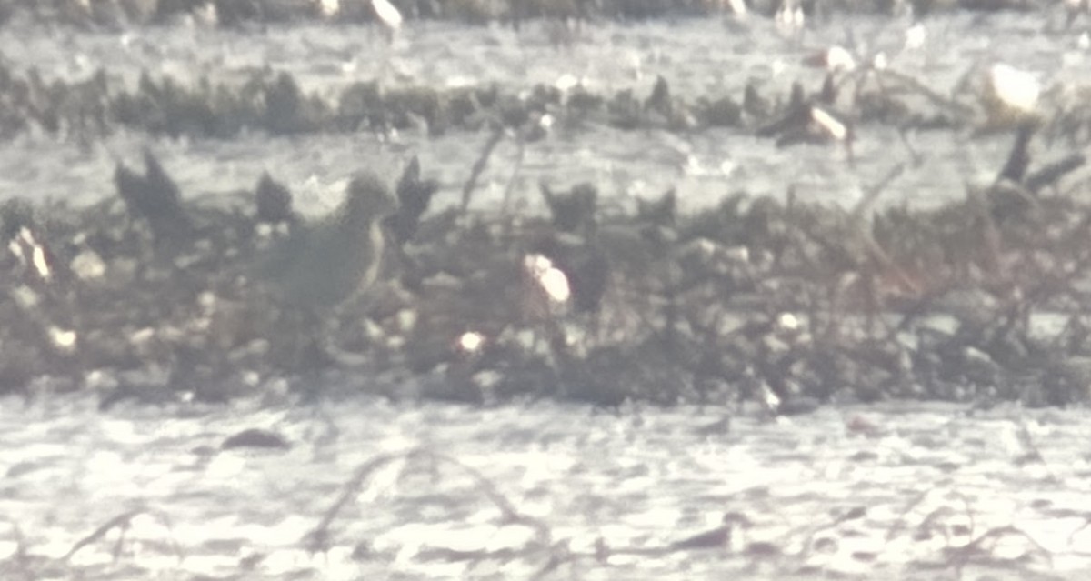 Buff-breasted Sandpiper - ML604671831