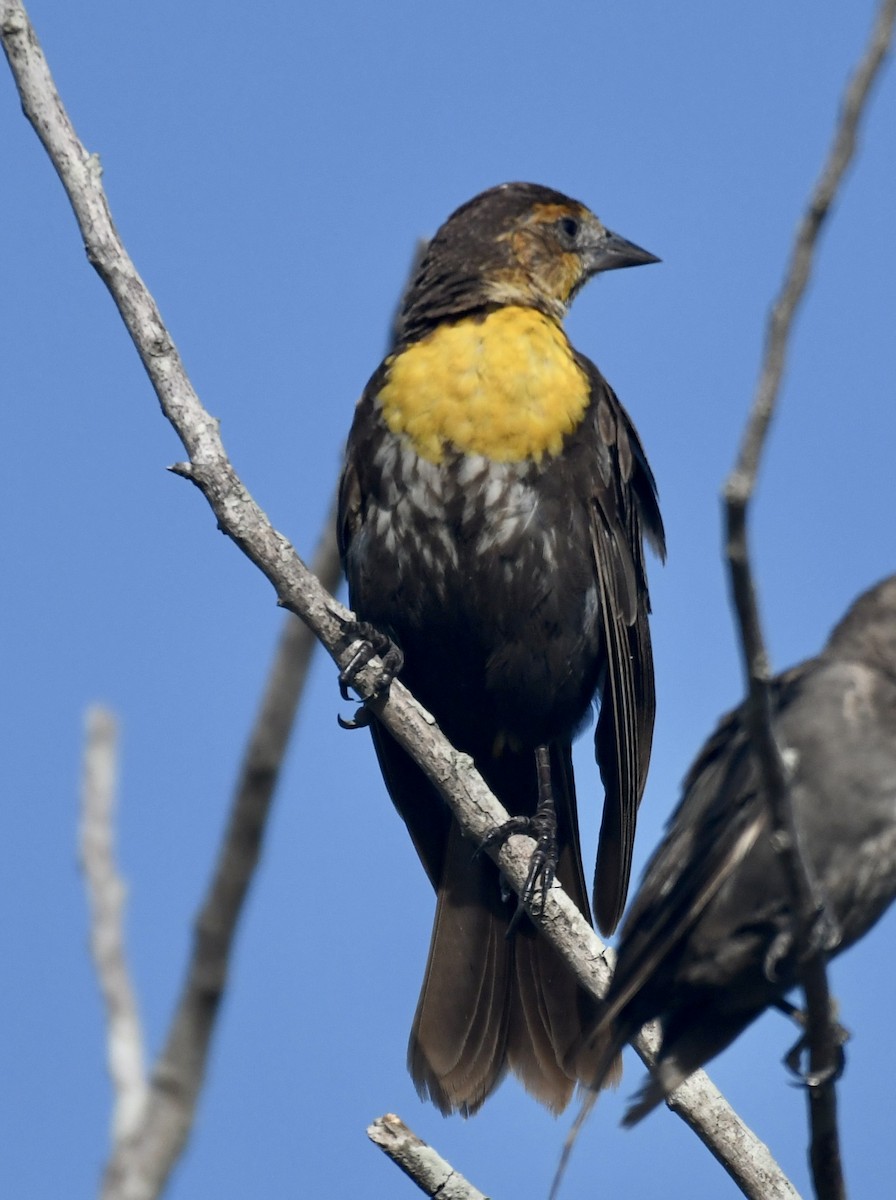 Yellow-headed Blackbird - ML604671991