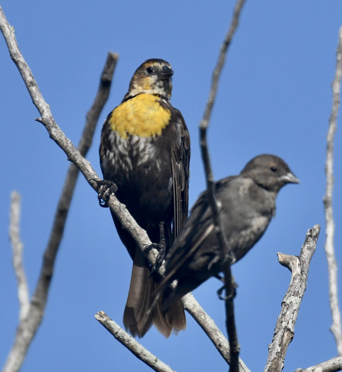 Yellow-headed Blackbird - ML604672001