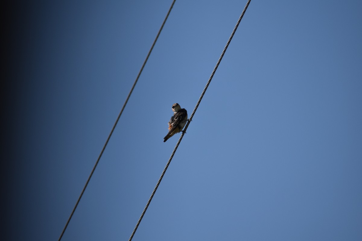 Cave Swallow - Ragan Sutterfield