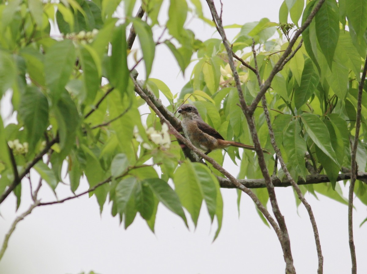 Brown Shrike - ML604672591