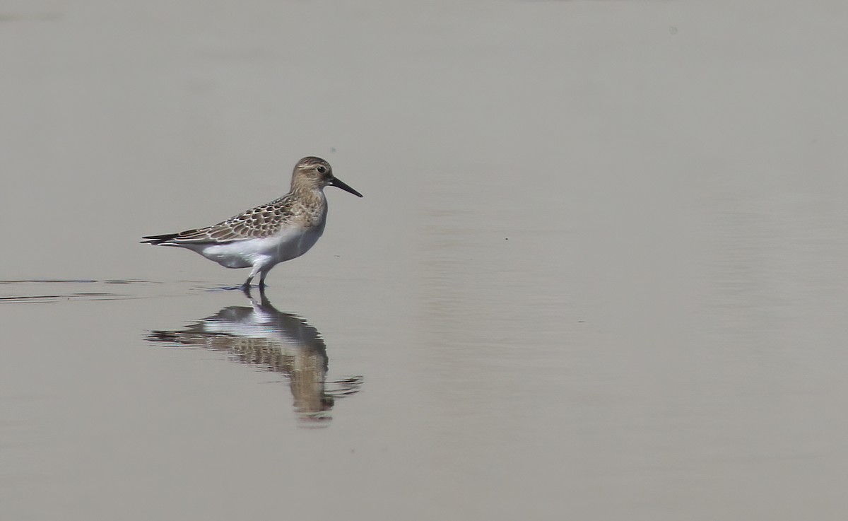 Baird's Sandpiper - ML604672851