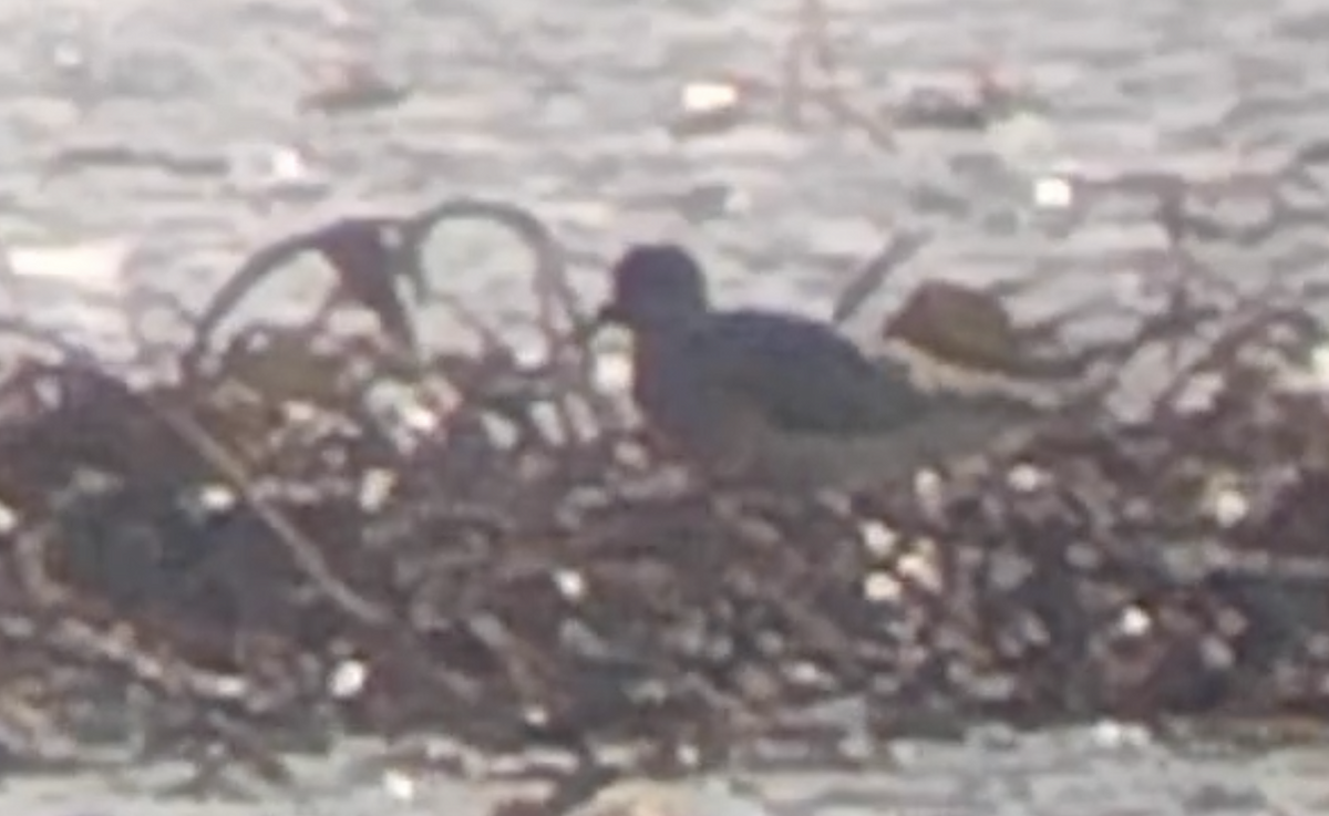 Buff-breasted Sandpiper - ML604672891