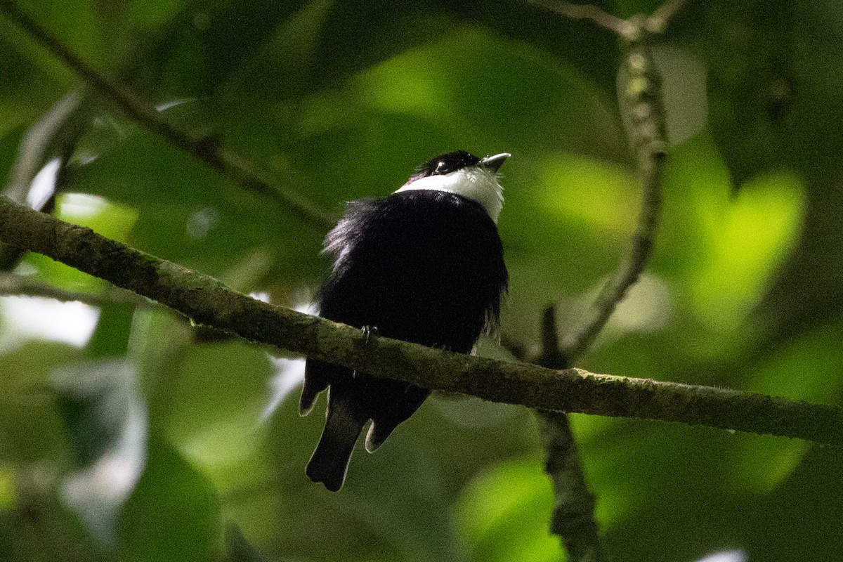 White-bibbed Manakin - Kate Reed